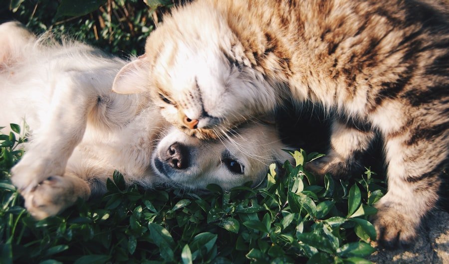 Persona con su mascota — el vínculo que PetHex protege