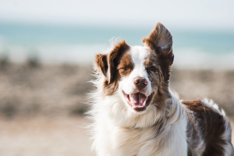 Perro en refugio esperando adopción